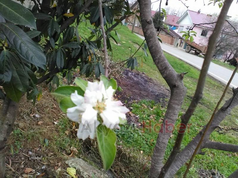 Yaz Ağaçları Kasımda Meyve Verdi