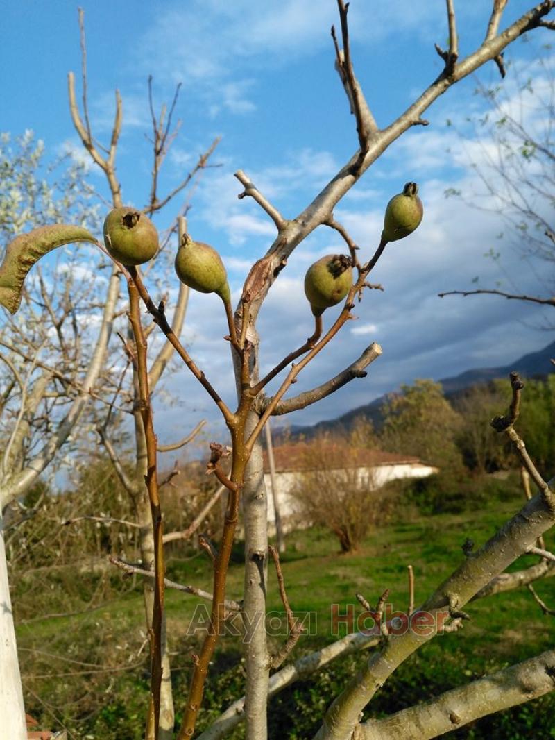 Yaz Ağaçları Kasımda Meyve Verdi