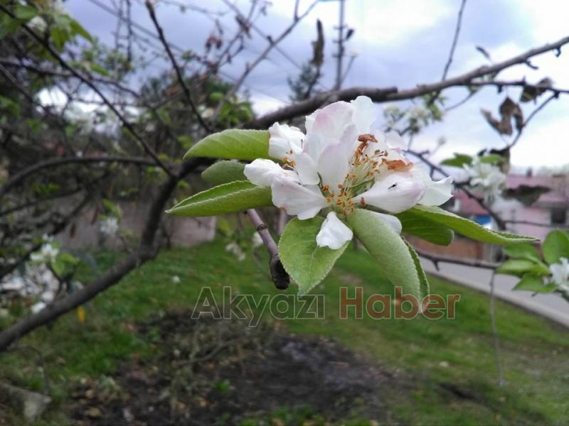 Yaz Ağaçları Kasımda Meyve Verdi