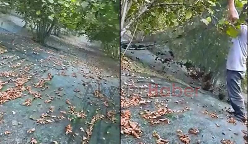 Yevmiye ücretleri arttı  Akyazılı fındıkçının pratik çözümü