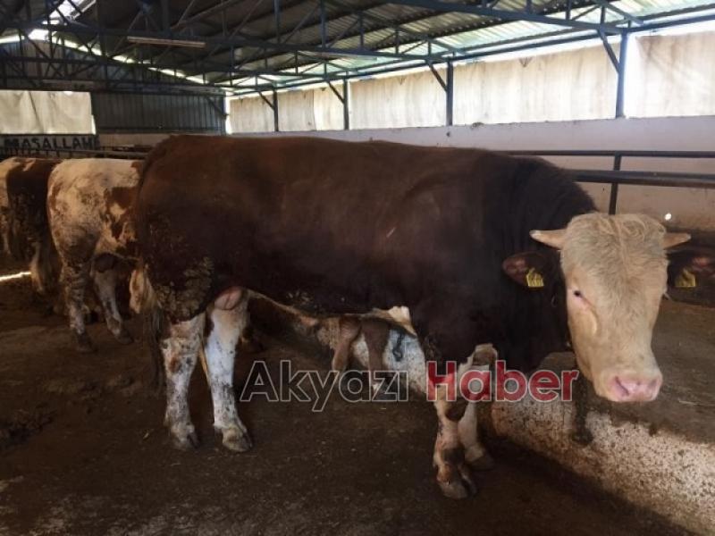 Yiyen bağımlısı oluyor BİR ALAN BİR DAHA ALIYOR