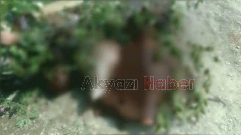  Yol Kenarına Atılmış At Ölüsü Bulundu