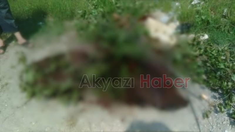  Yol Kenarına Atılmış At Ölüsü Bulundu