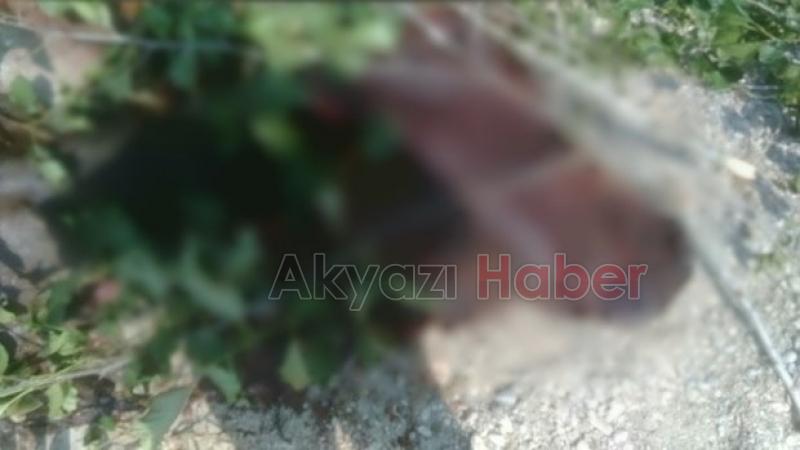  Yol Kenarına Atılmış At Ölüsü Bulundu