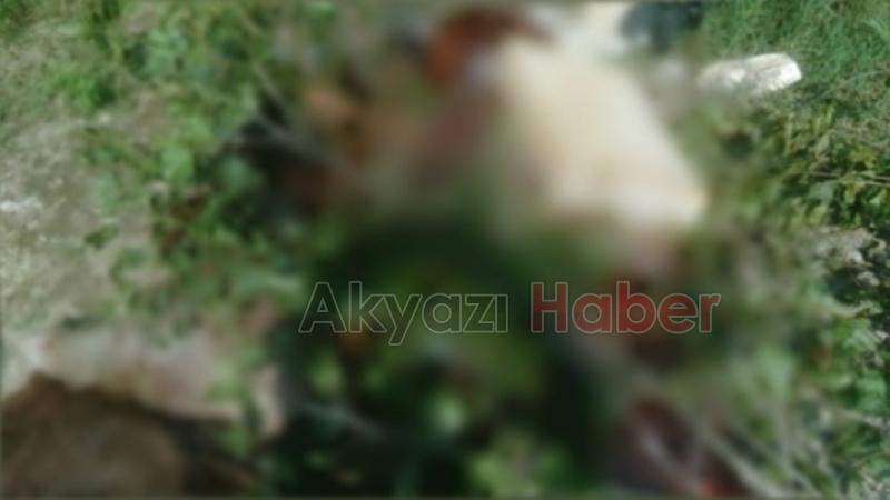  Yol Kenarına Atılmış At Ölüsü Bulundu