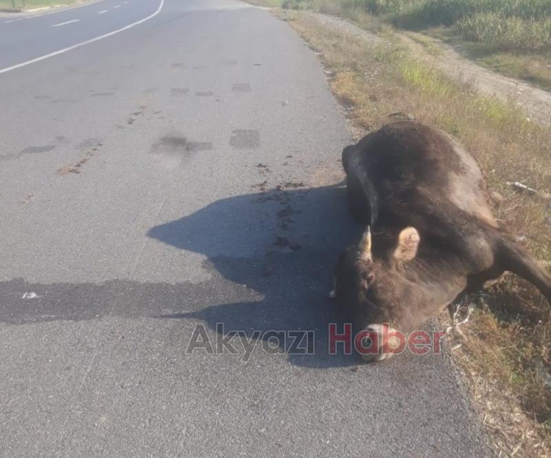 Yol Kenarında Araçtan düşen Hayvan Telef oldu 