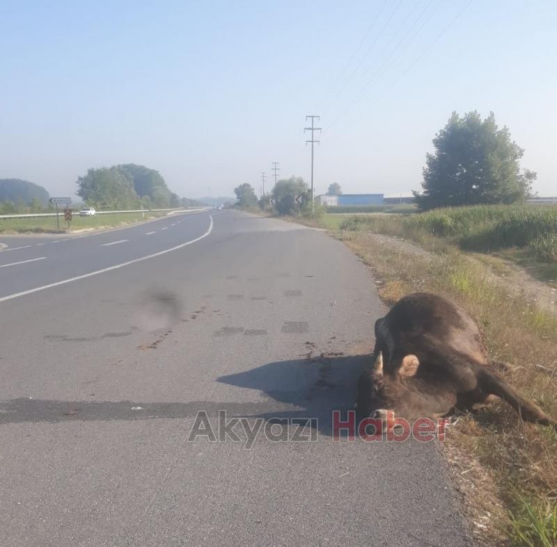 Yol Kenarında Araçtan düşen Hayvan Telef oldu 