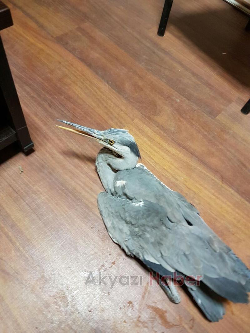 Yolda Bulduğu Yaralı Kuşu Yetkililere Teslim Etti