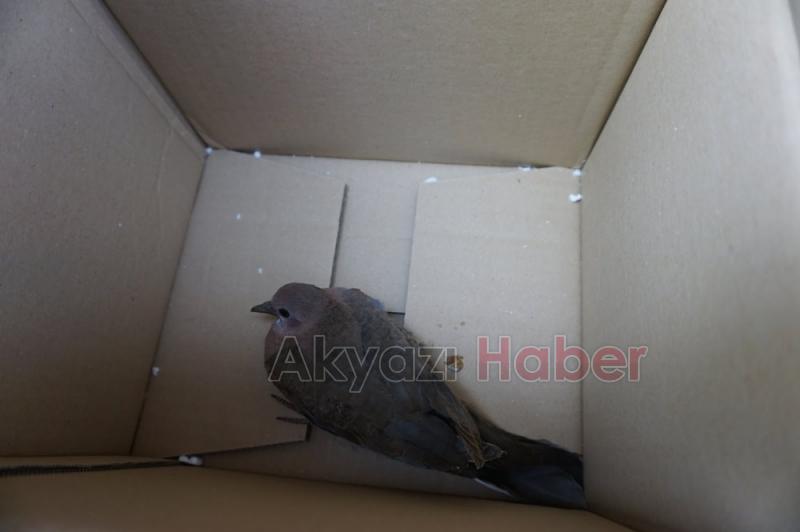 Yuvasından Düşen Kumruya İtfaiye El Uzattı