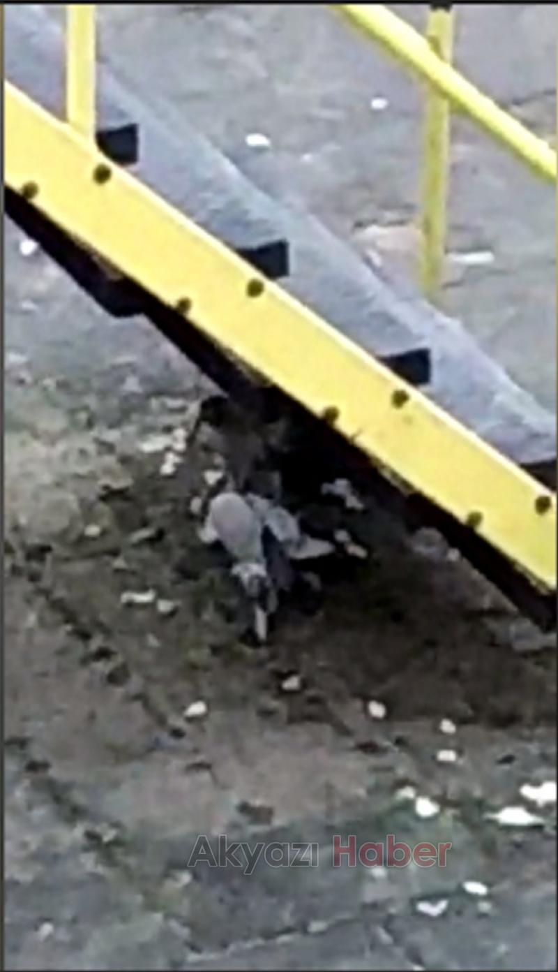 Zabıta Müdürlüğü bahçesinde Avladığı kumruyu yedi