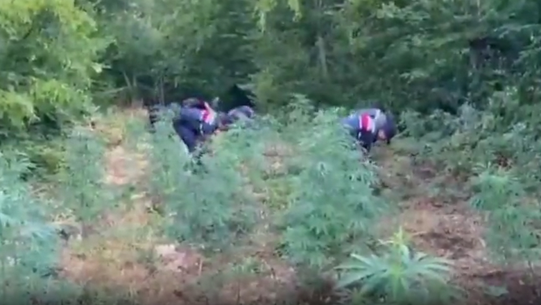 Zehir tacirlerine jandarma tokadı