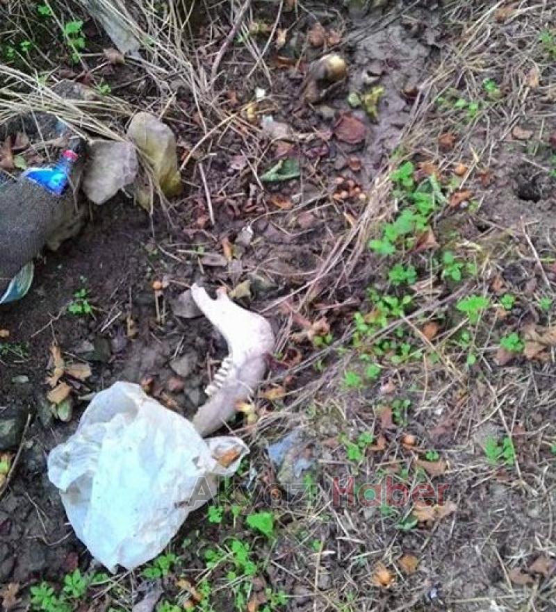 Zehirli Etler Hayvanları Telef Etti