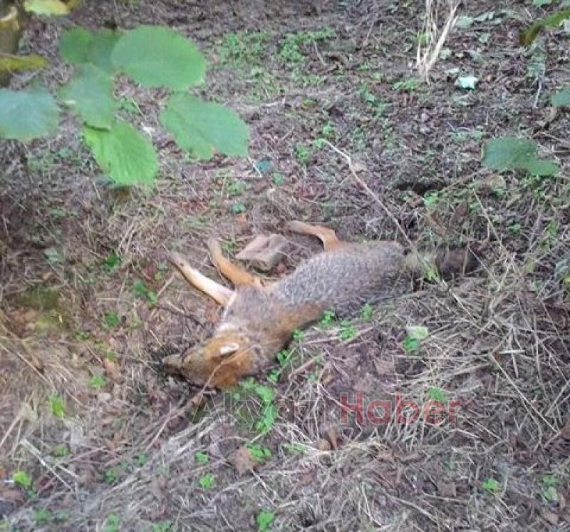 Zehirli Etler Hayvanları Telef Etti