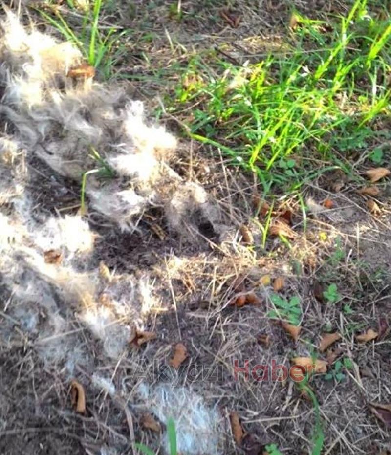 Zehirli Etler Hayvanları Telef Etti