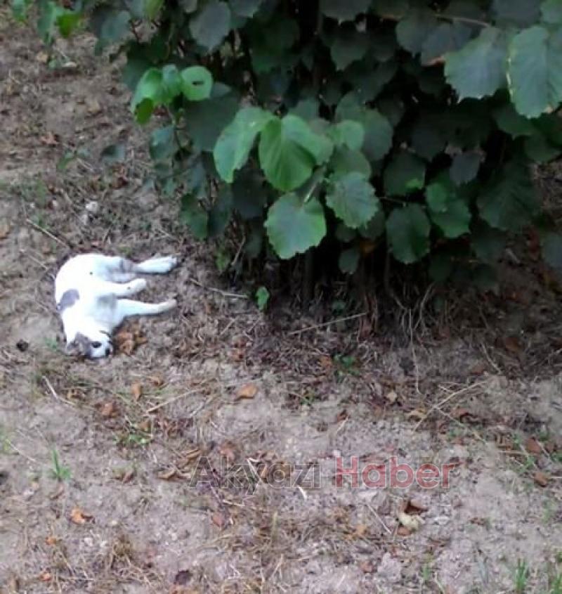 Zehirli Etler Hayvanları Telef Etti