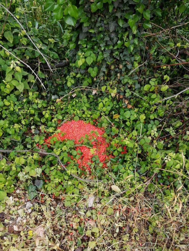 Zehirli mısır bıraktılar