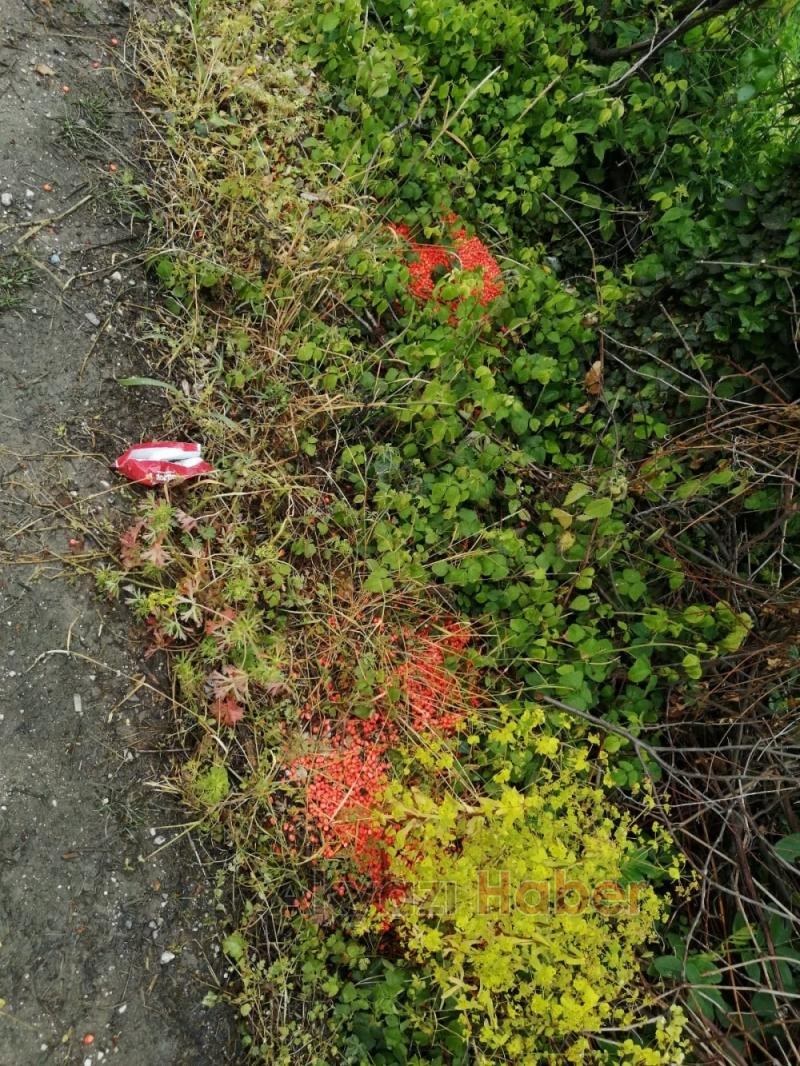 Zehirli mısır bıraktılar