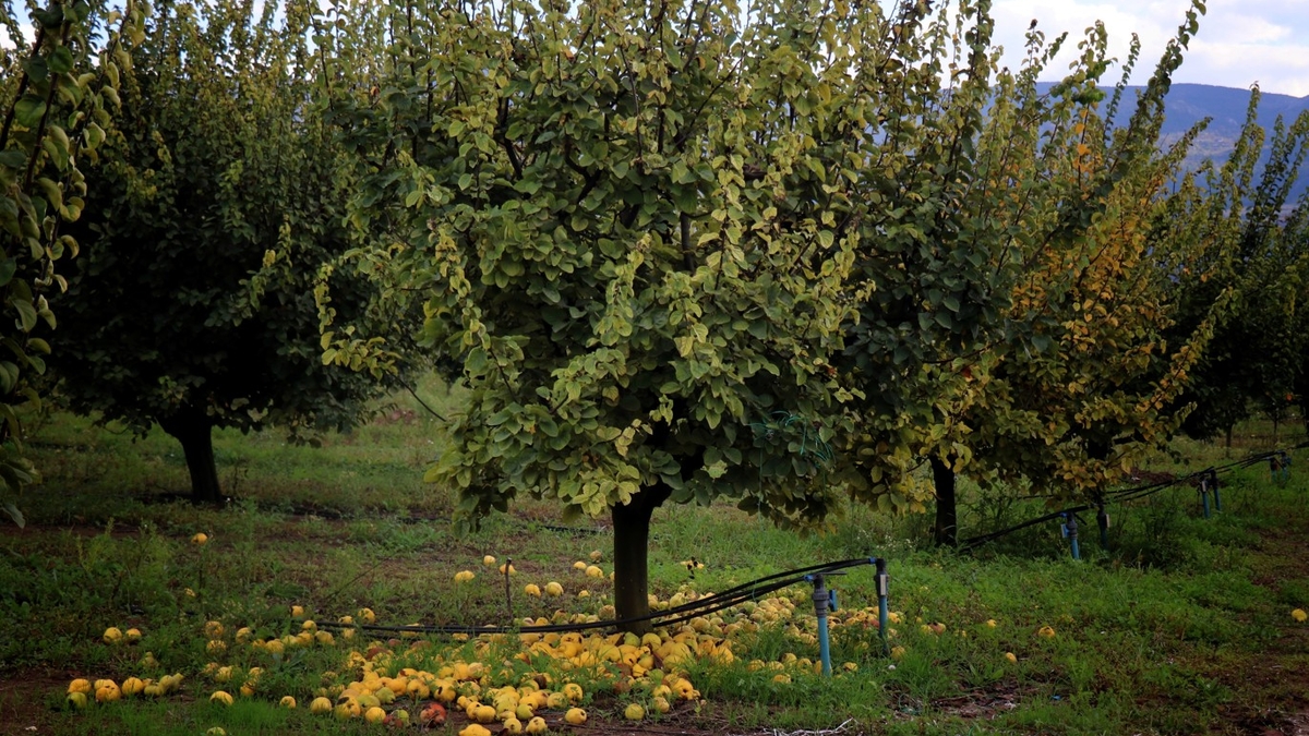 Zirai don vurdu; Eve gelen misafire ikram edecek kadar yok