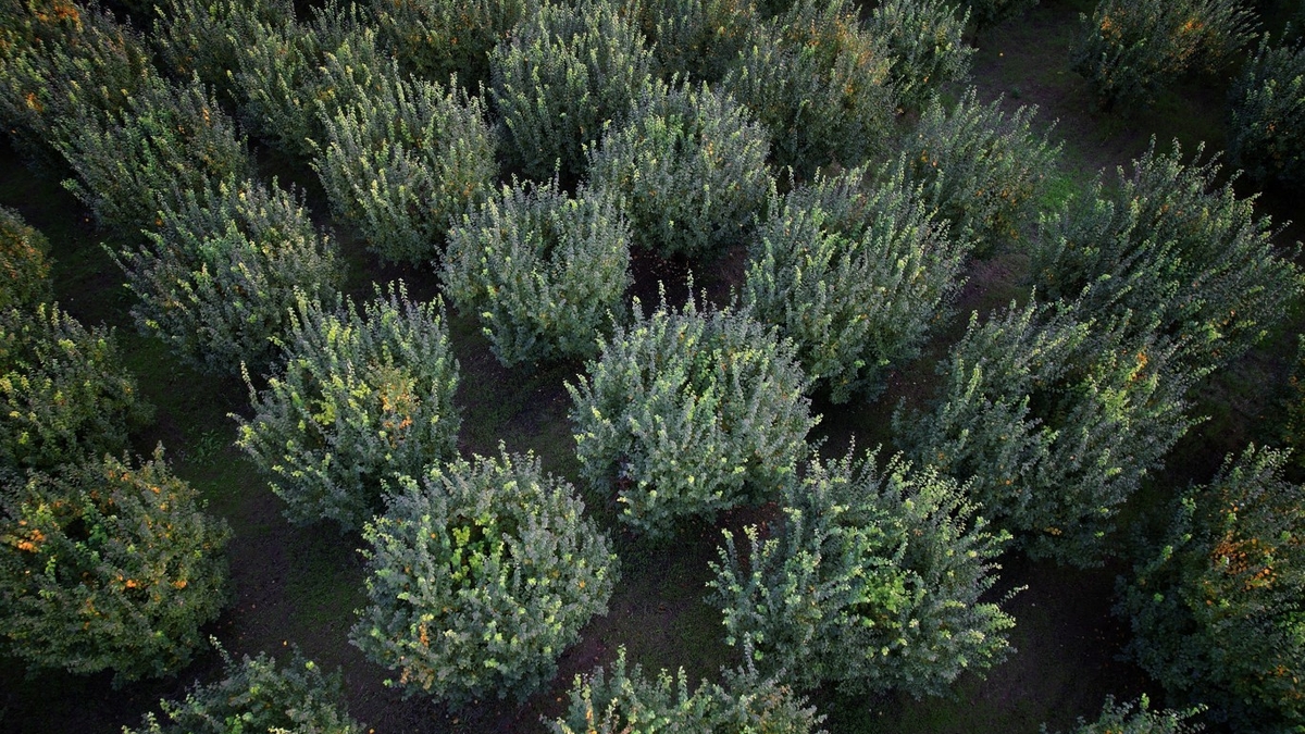 Zirai don vurdu; Eve gelen misafire ikram edecek kadar yok