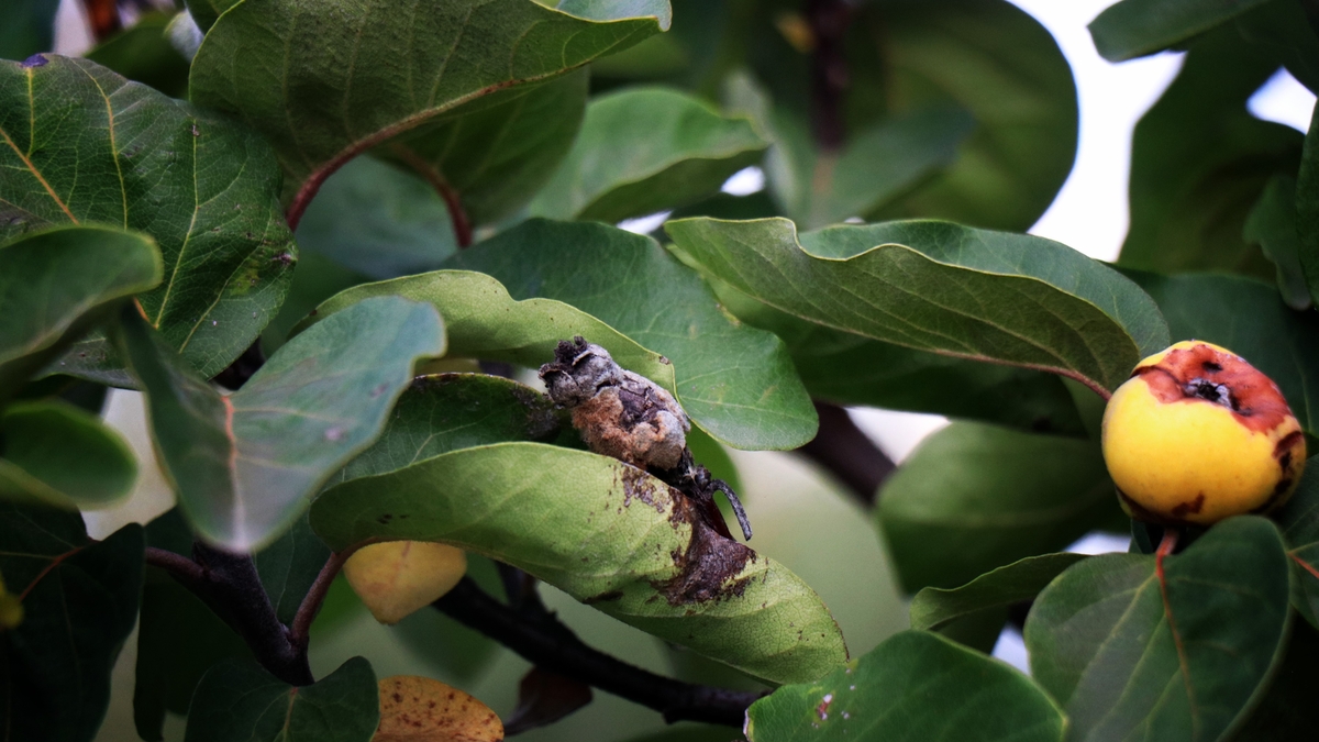 Zirai don vurdu; Eve gelen misafire ikram edecek kadar yok