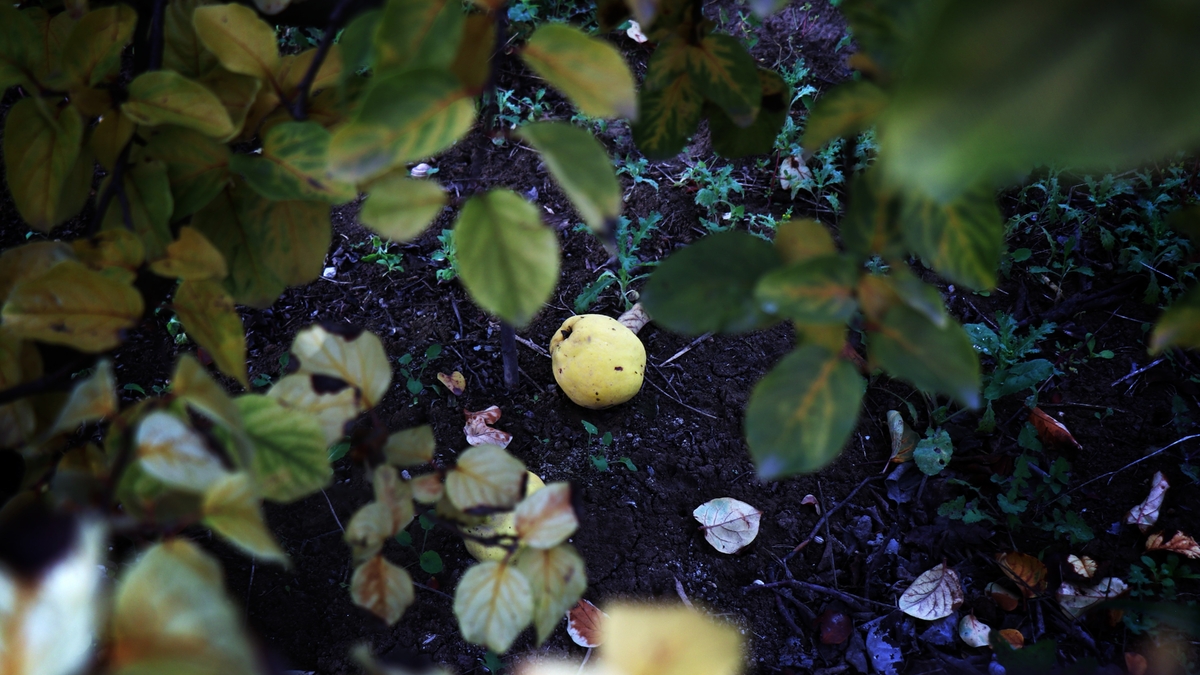 Zirai don vurdu; Eve gelen misafire ikram edecek kadar yok