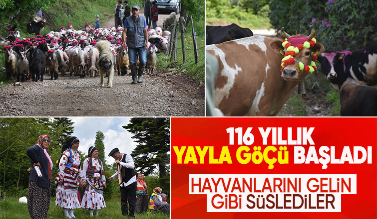 Gelin gibi süslenen hayvanları ile göçe başladılar