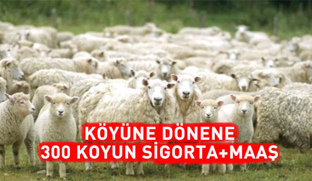 Geri dönene 300 koyun, sigorta ve asgari ücret 