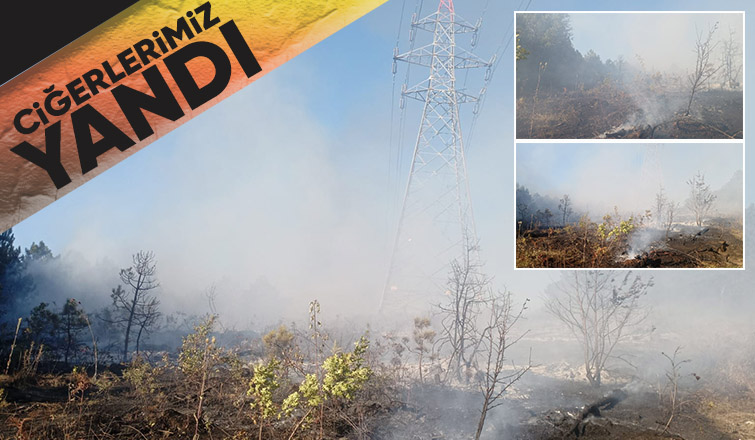 Geyve de orman yangını