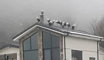 Göç yolundaki leylekler Sakarya’da mola verdi