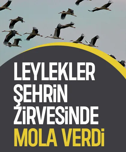 Göç yolundaki leylekler Sakarya’da mola verdi