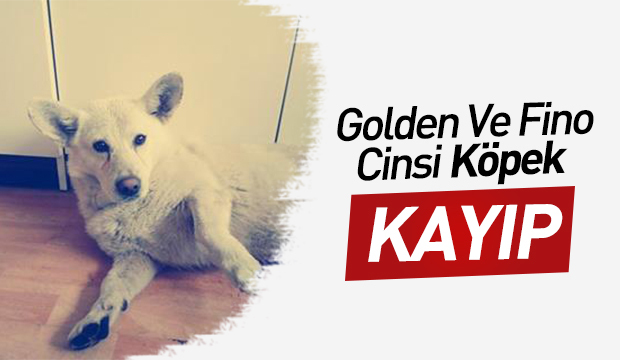 Golden Ve Fino Cinsi Köpekler Kayıp