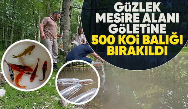 Gölete 500 adet koi balığı bıraktılar