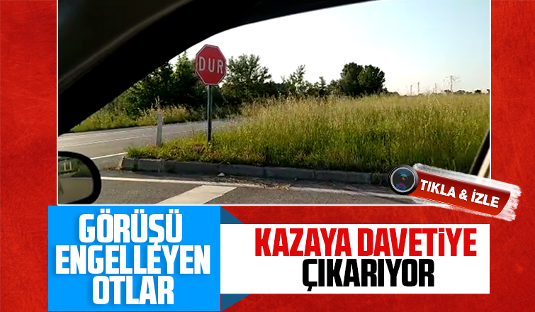 Görüşü engelleyen otlar kazaya davetiye çıkarıyor