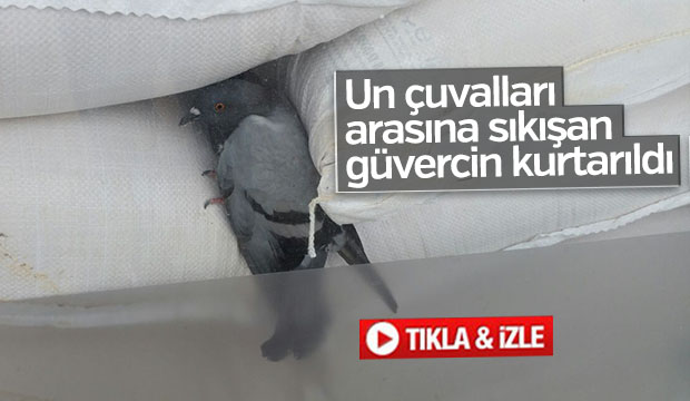 Güvercin Sıkıştığı Yerden Kurtarıldı