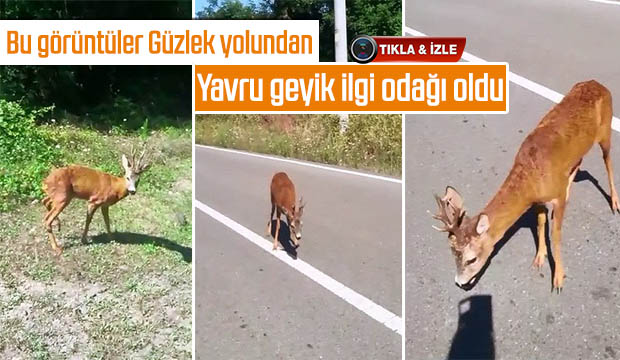 Güzlek yolunda Yavru geyik ilgi odağı oldu