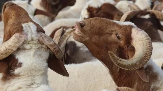 Hafızlarımızın kurban bereketi olmaya var mısınız?
