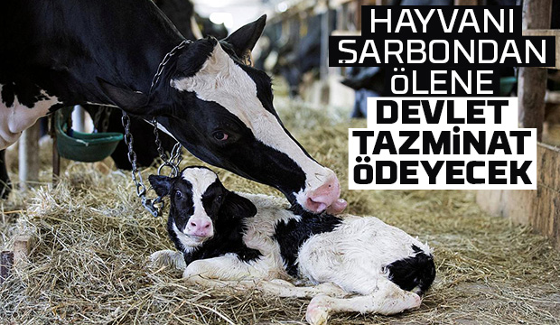 Hayvanı şarbondan ölene devlet tazminat ödeyecek