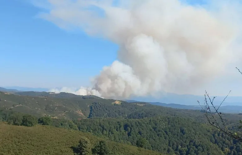 Hendek'teki orman yangını fındıklıktan başlamış