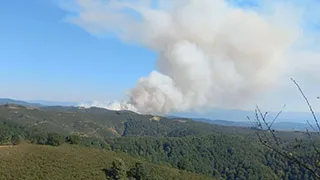 Hendek'teki orman yangını fındıklıktan başlamış