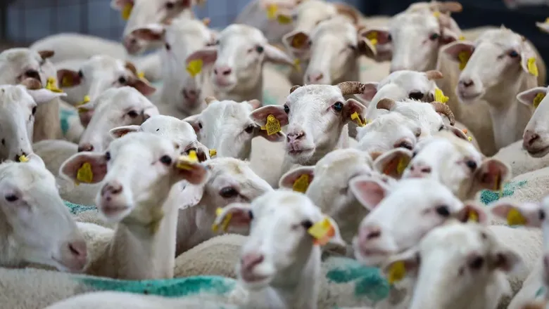 Her üreticiye 100 baş hayvan verilecek; İşte ayrıntılar