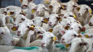 Her üreticiye 100 baş hayvan verilecek; İşte ayrıntılar