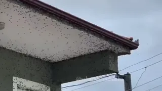 Her yeri istila ettiler; Mücadele başladı