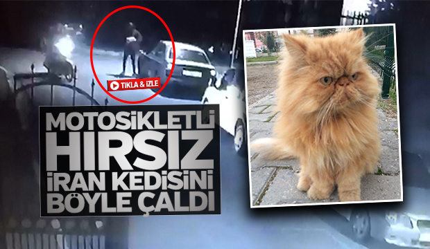  Hırsız Kediyi Böyle Çaldı