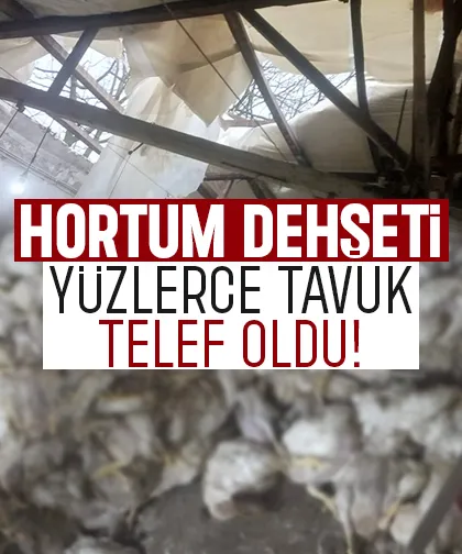 Hortum çatıyı uçurdu, tavuklar telef oldu