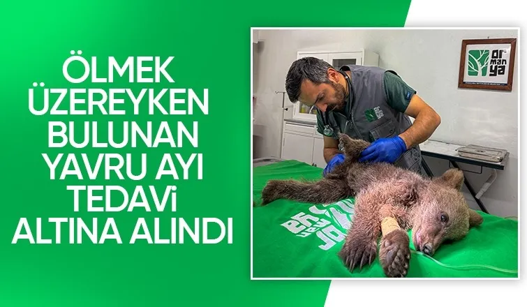 İç kanama geçiren yavru ayı tedavi altına alındı