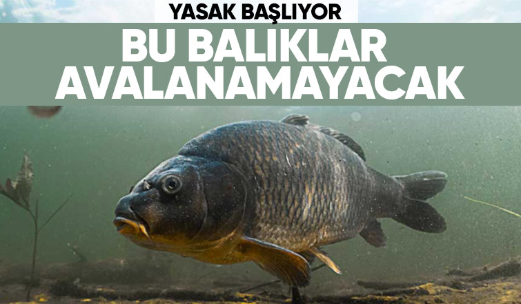 İç sularda av yasağı başlıyor