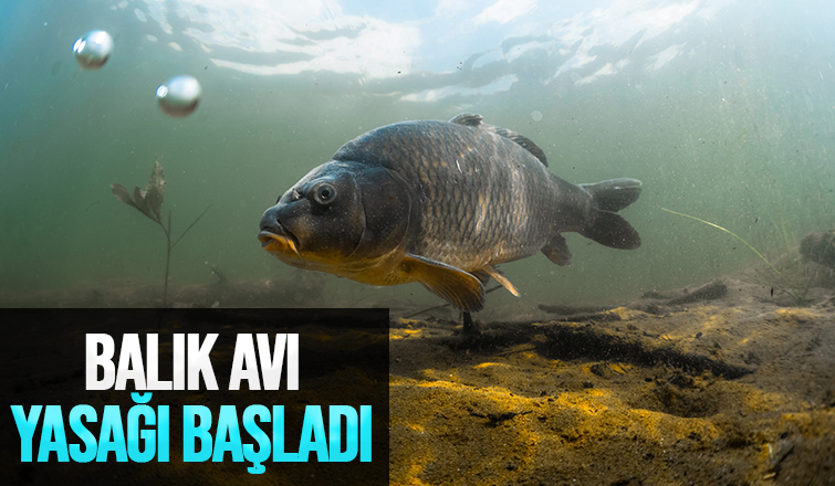 İç sularda balık avı yasağı başladı