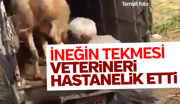 İğne vurduğu inek hastanelik etti
