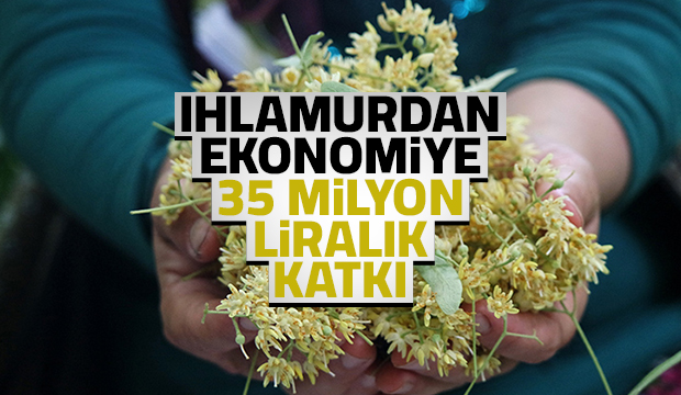 Ihlamur yüzleri güldürdü