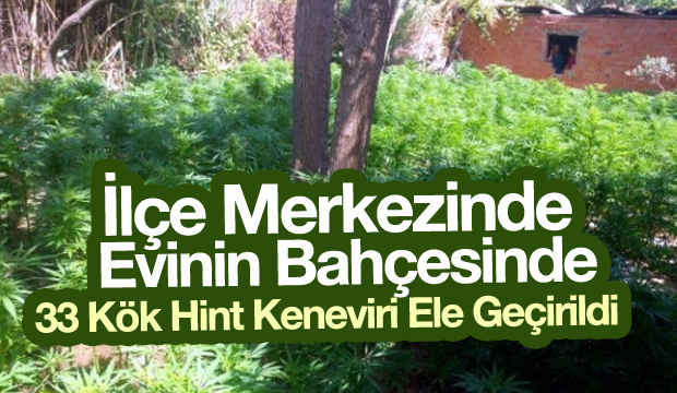 İlçe Merkezinde Ev Bahçesinde 33 Kök Hint Keneviri Ele Geçirildi